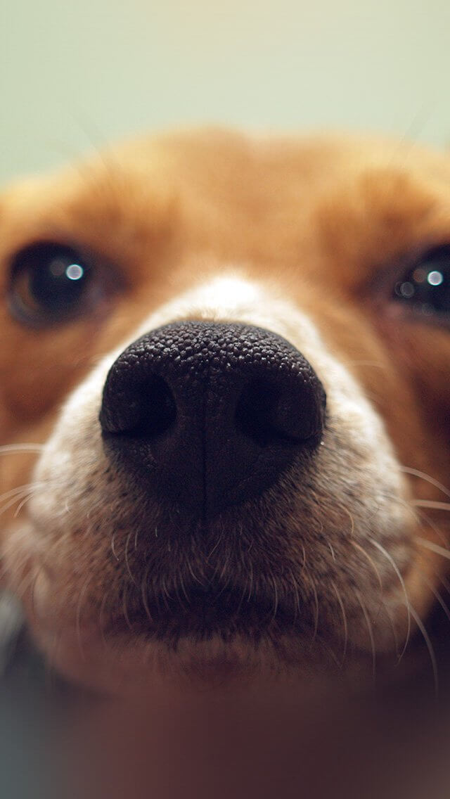 animal-face-iphone-5