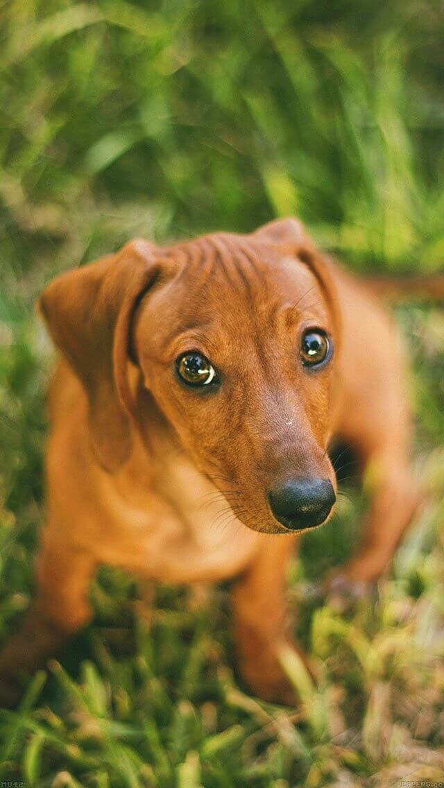 dog-looking-up-animal-iphone-5