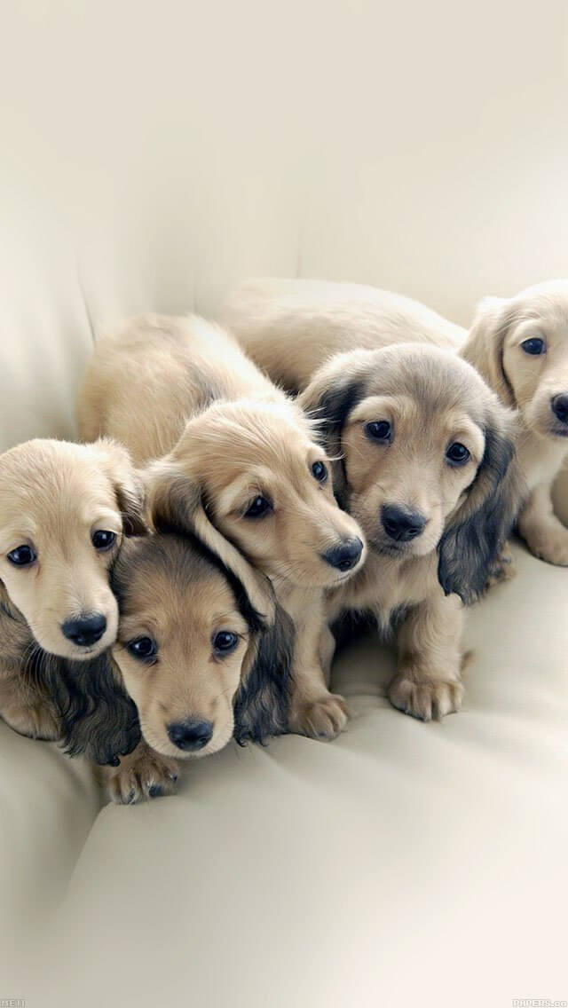 dog-retriever-family-animal-iphone-5