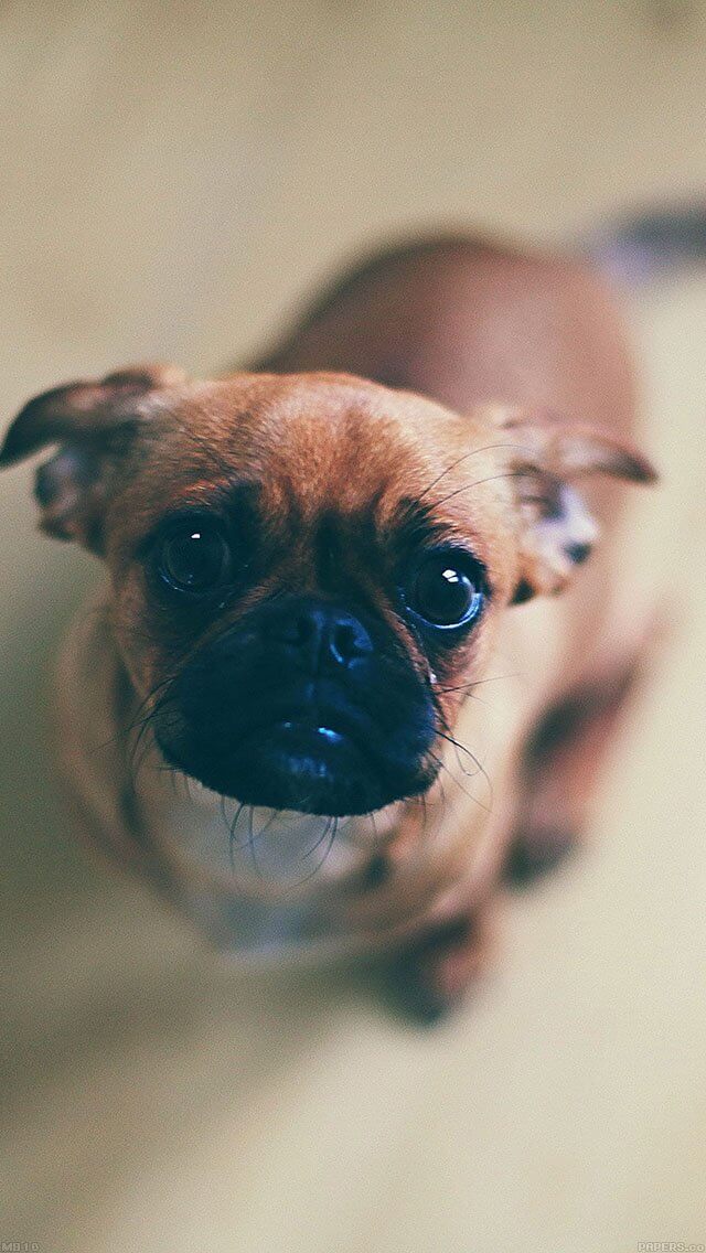 feed-me-animal-dog-iphone-5