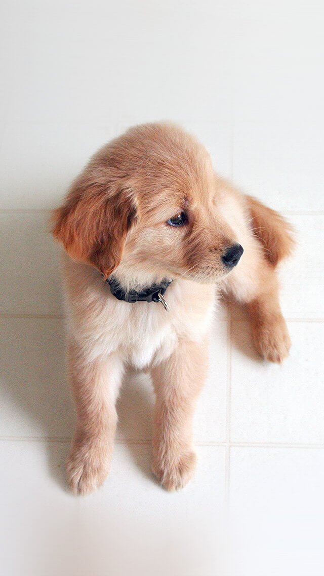 love-cute-animal-nature-sitting-dog-iphone-5