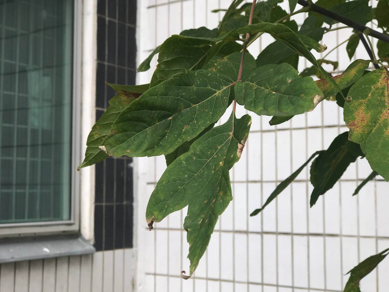 Снято на iPhone 7 Plus