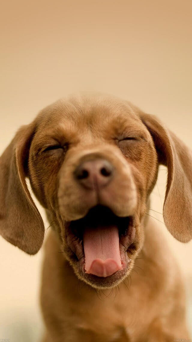 puppy-animal-iphone-5