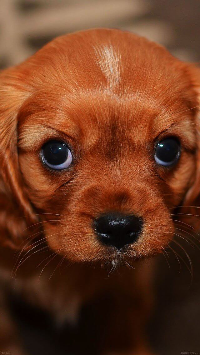puppy-wallpaper-iphone-5