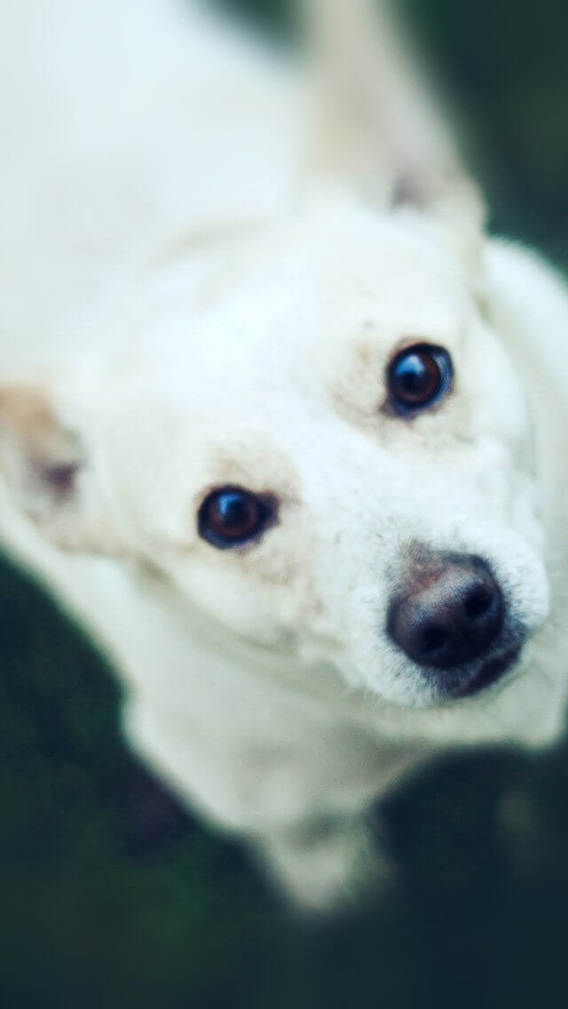 watching-white-animal-love-iphone-5