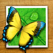 Обзор приложения Perfect Photo. Фото.