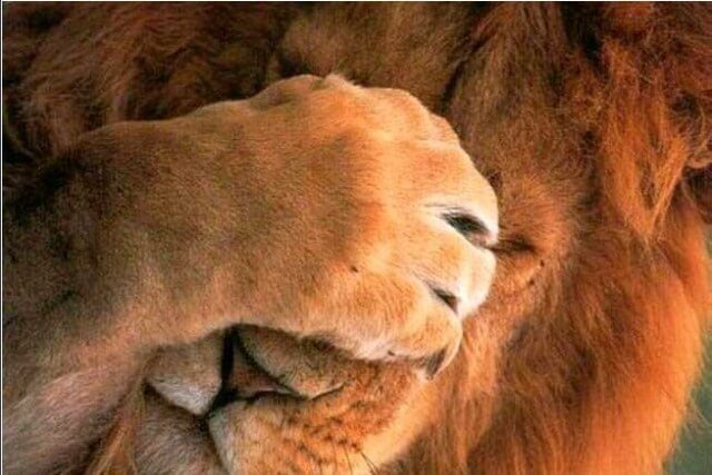 Некоторые покупатели выложили за Lion по $4000. Некоторые покупатели выложили за Lion по $4000. Фото.