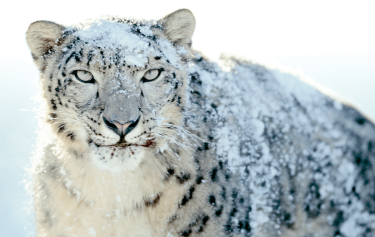 snowleopard
