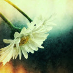 Modus vivendi: iPhone и чувство прекрасного. Modus vivendi: iPhone и чувство прекрасного. Фото.