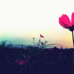 Modus vivendi: iPhone и чувство прекрасного. Modus vivendi: iPhone и чувство прекрасного. Фото.