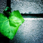 Modus vivendi: iPhone и чувство прекрасного. Modus vivendi: iPhone и чувство прекрасного. Фото.