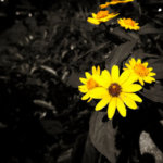 Modus vivendi: iPhone и чувство прекрасного. Modus vivendi: iPhone и чувство прекрасного. Фото.