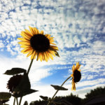 Modus vivendi: iPhone и чувство прекрасного. Modus vivendi: iPhone и чувство прекрасного. Фото.