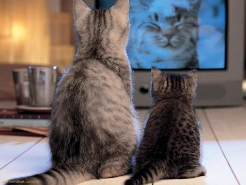Коты смотрят на кота по телевизору Коты смотрят на кота по телевизору