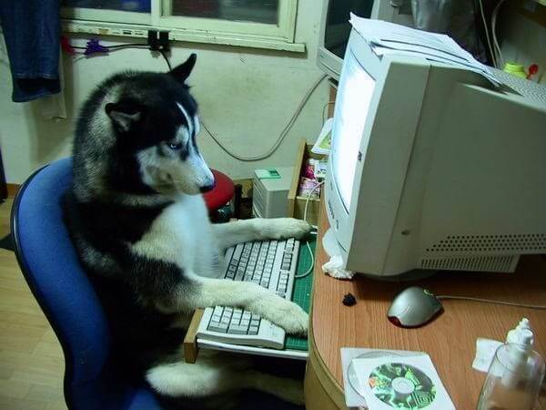 Песик в работе Песик в работе