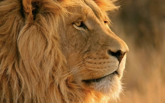 lion-wallpaper-from-lion lion-wallpaper-from-lion