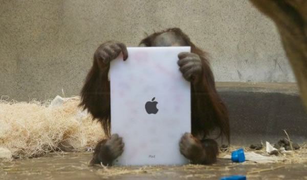Орангутанг и iPad Орангутанг и iPad