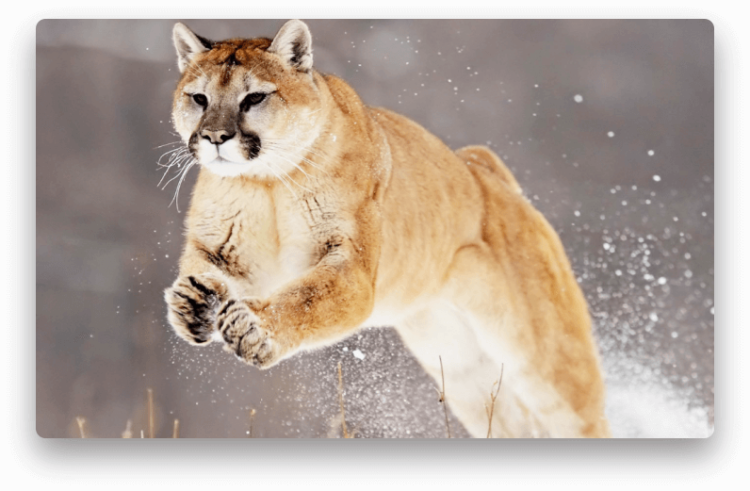 Подготовка Mac к обновлению Mountain Lion — OS X 10.8. Фото.