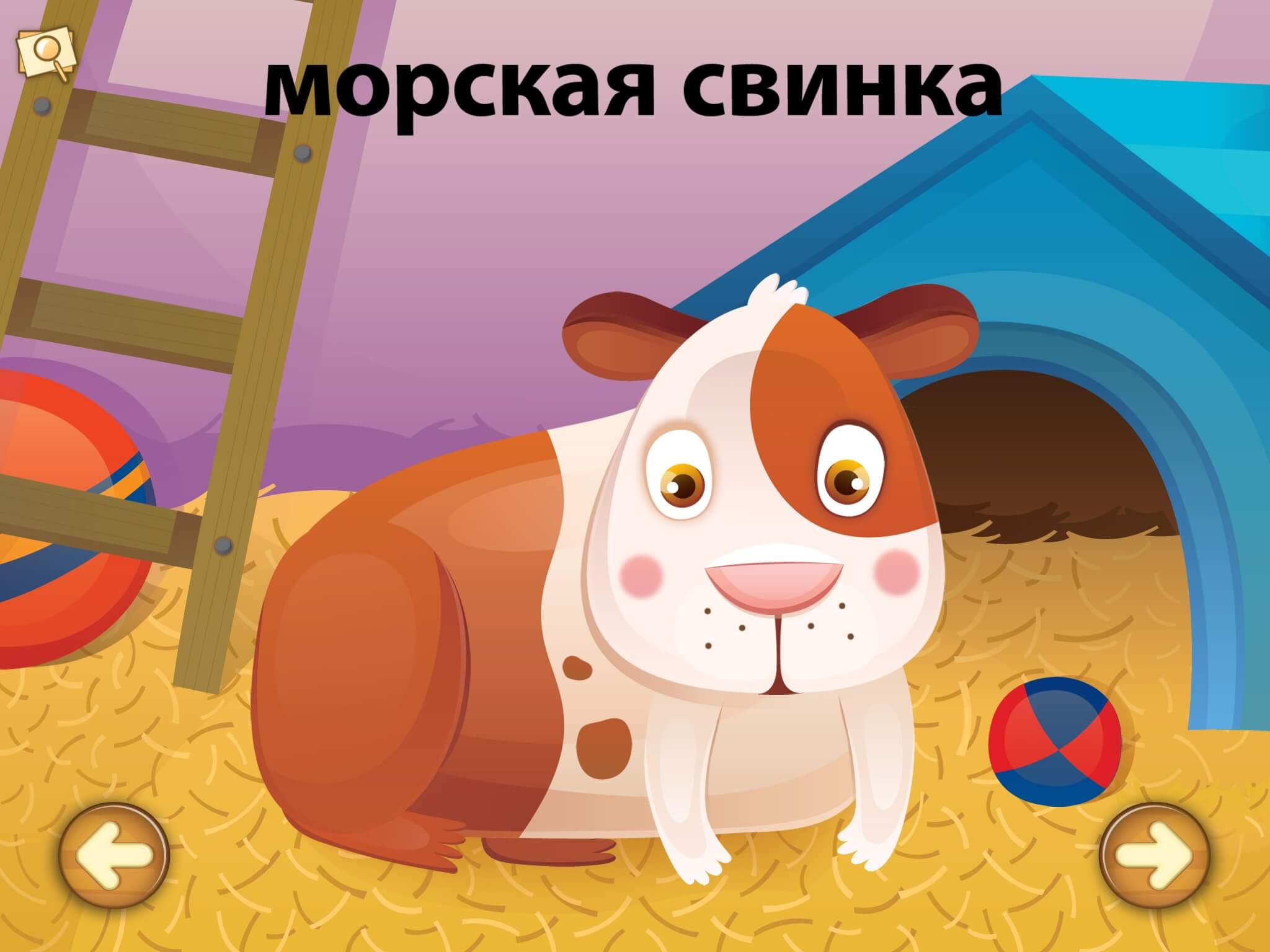 Морская свинка Морская свинка