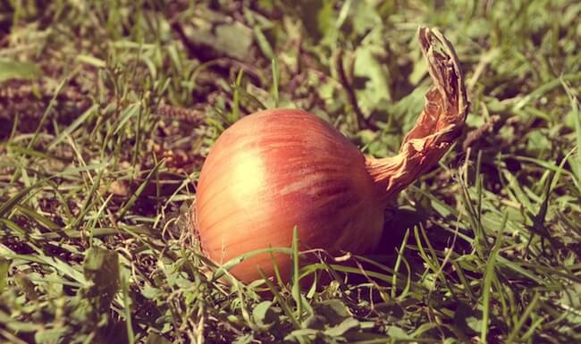 Лук в Instagram Лук в Instagram