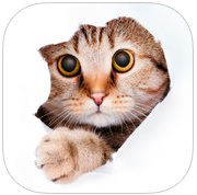 Найди кота! – кис-кис-кис…. Фото.