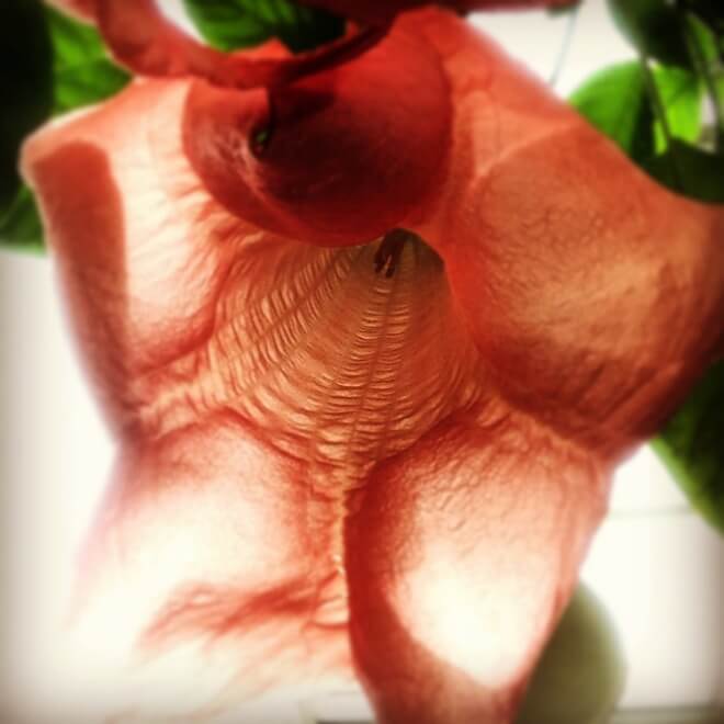 Цветы, 1 место. Автор: JENNY ANDERSON Цветы, 1 место. Автор: JENNY ANDERSON