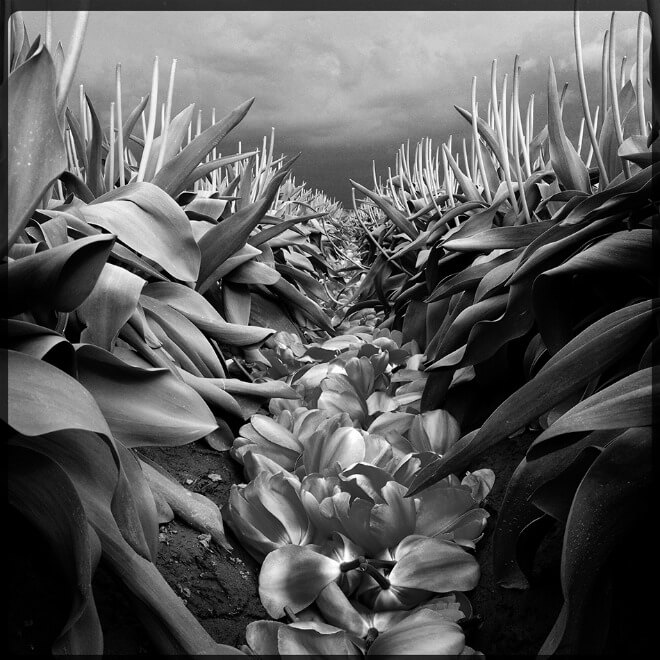 Цветы, 2 место. Автор: LEE ATWELL Цветы, 2 место. Автор: LEE ATWELL