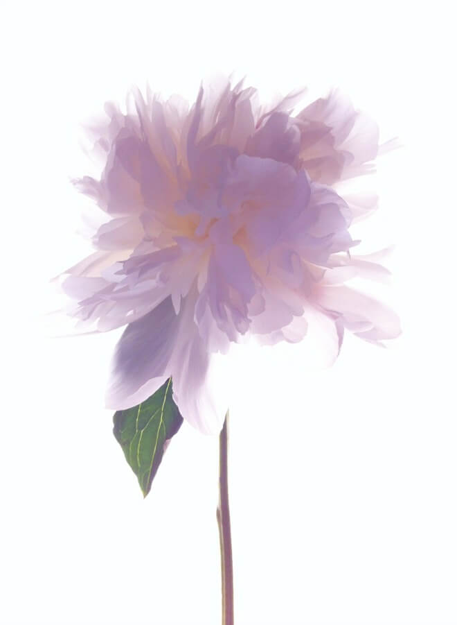 Цветы, 3 место. Автор: MONICA GANTER Цветы, 3 место. Автор: MONICA GANTER