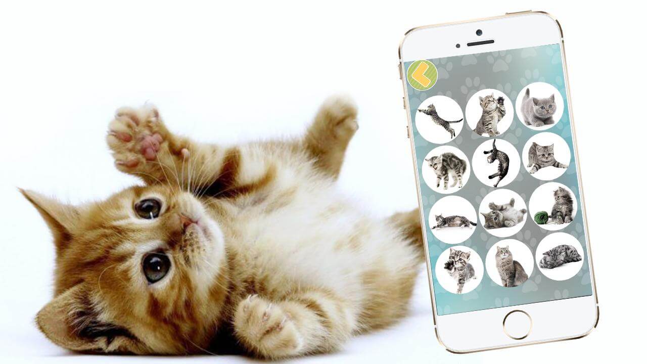 Переводчик на кошачий — ты уже поговорил со своей кисой? | AppleInsider.ru