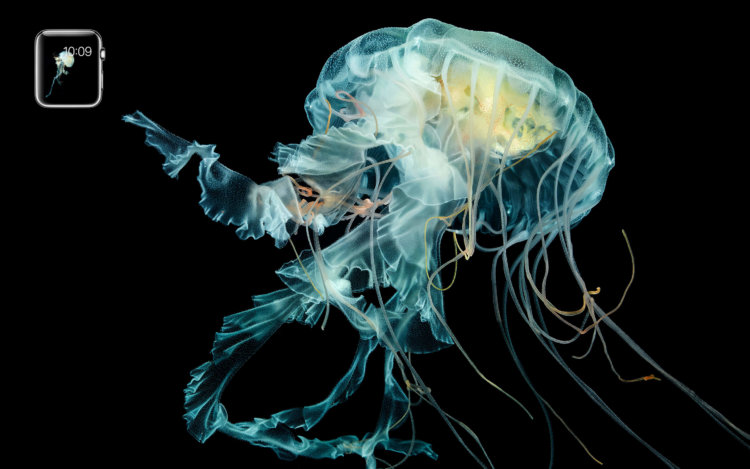 Apple_watch_jellyfish Apple_watch_jellyfish