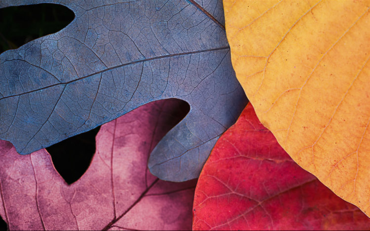 fallleaves fallleaves