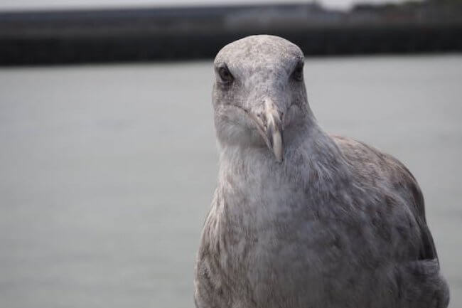 seagull-air seagull-air