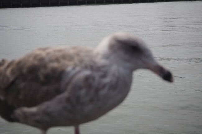 air-seagull-blured air-seagull-blured
