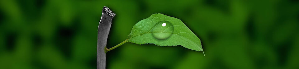 leaf leaf
