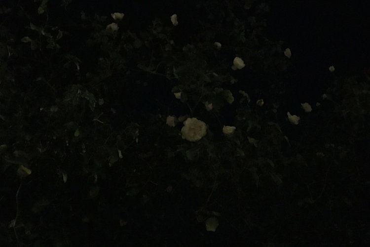 9 9