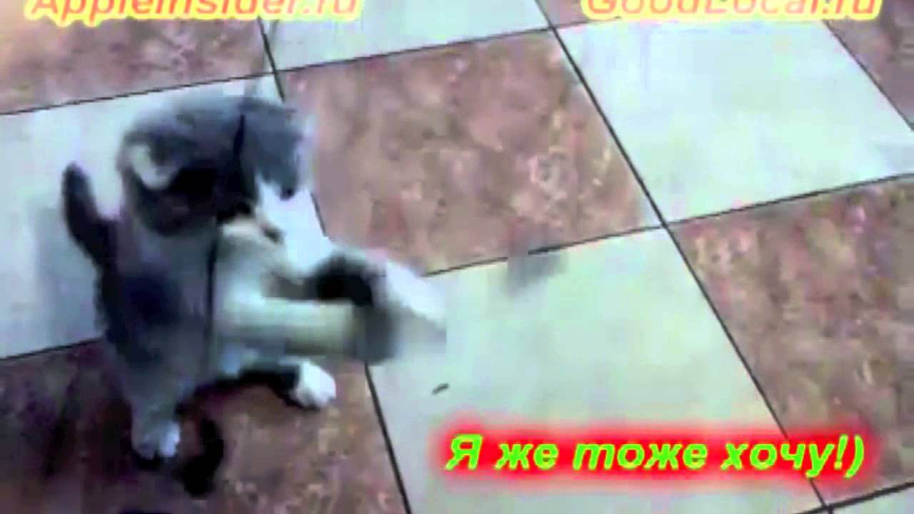 Голосуем за участников конкурса «Колбашусь в наушниках» (Видео N12). Фото.