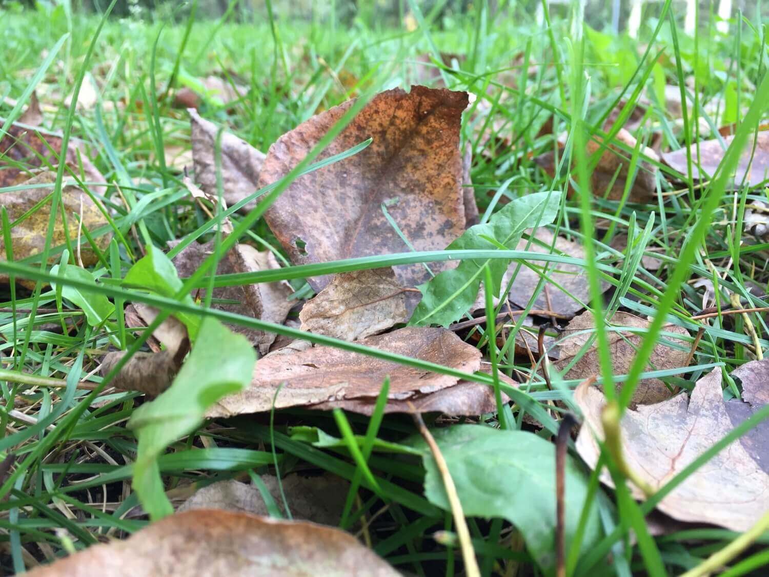 #Видео: Сравниваем камеры iPhone 7 Plus, 6 Plus и 6s Plus. #Видео: Сравниваем камеры iPhone 7 Plus, 6 Plus и 6s Plus. Фото.