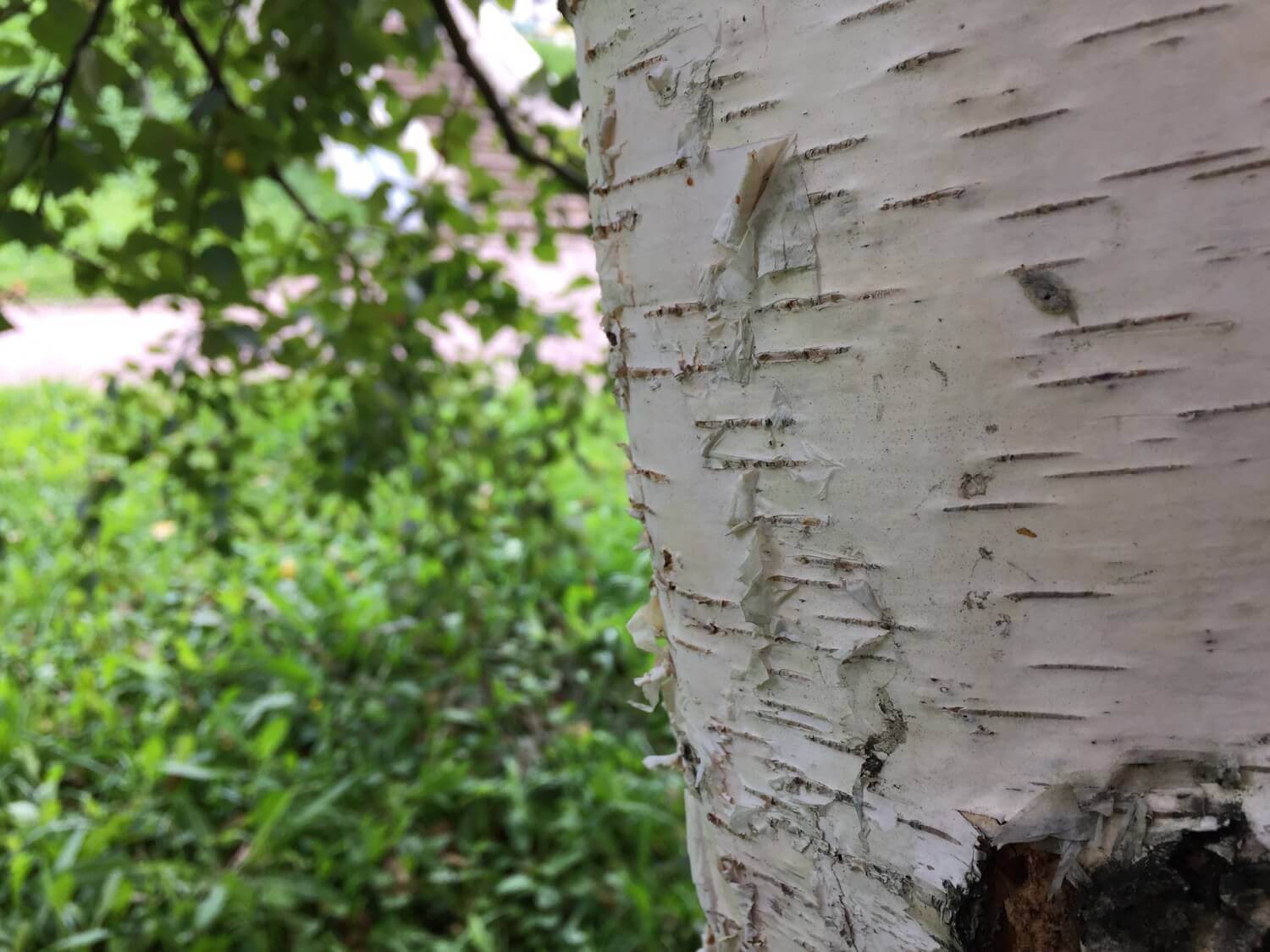 #Видео: Сравниваем камеры iPhone 7 Plus, 6 Plus и 6s Plus. #Видео: Сравниваем камеры iPhone 7 Plus, 6 Plus и 6s Plus. Фото.