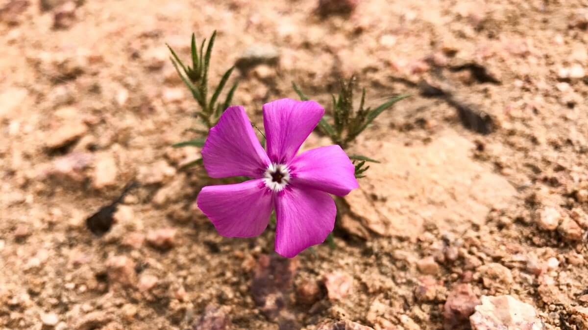 Как iPhone 7 Plus снимает в условиях дикой природы. Как iPhone 7 Plus снимает в условиях дикой природы. Фото.