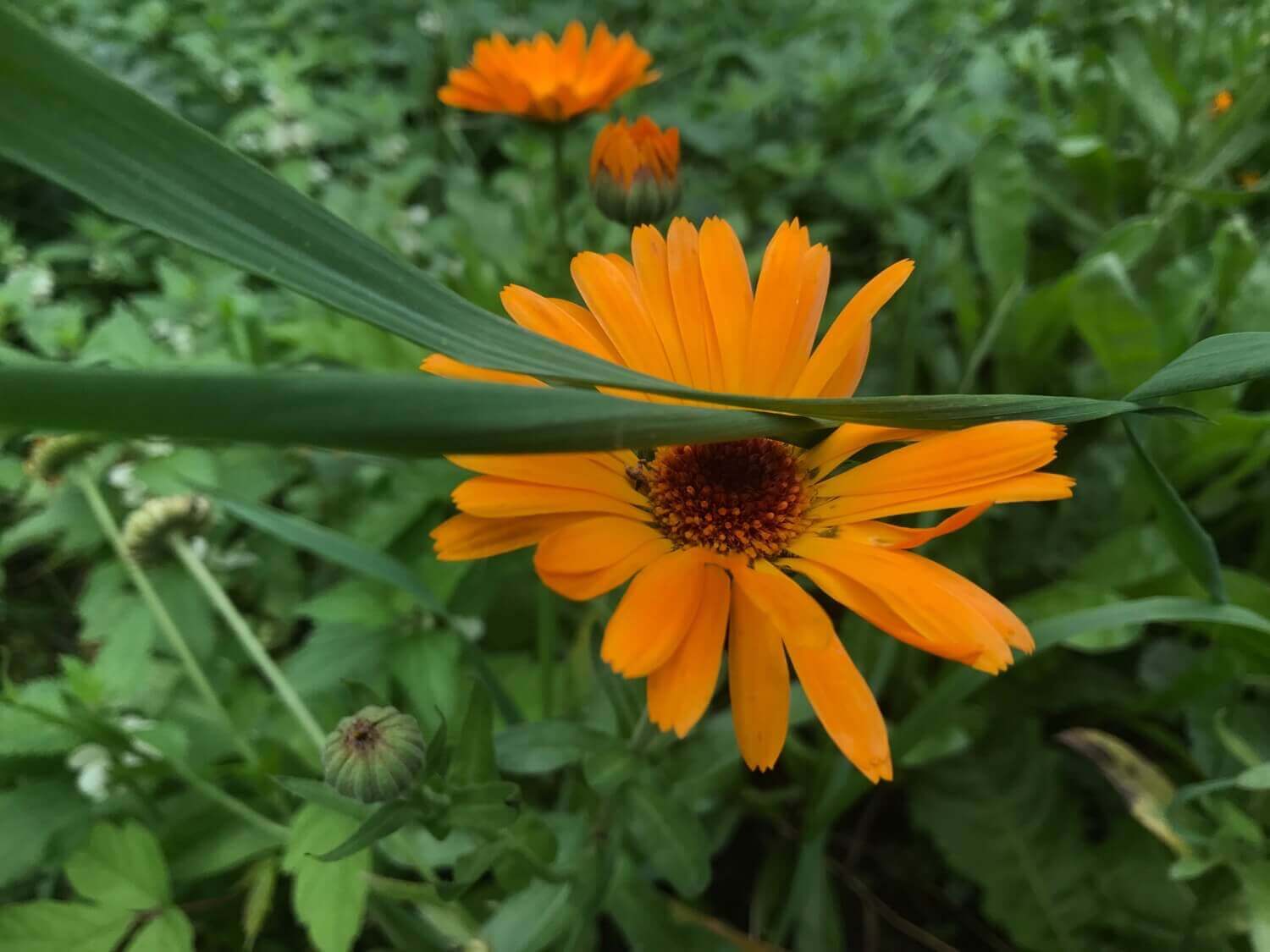 #Видео: Сравниваем камеры iPhone 7 Plus, 6 Plus и 6s Plus. #Видео: Сравниваем камеры iPhone 7 Plus, 6 Plus и 6s Plus. Фото.