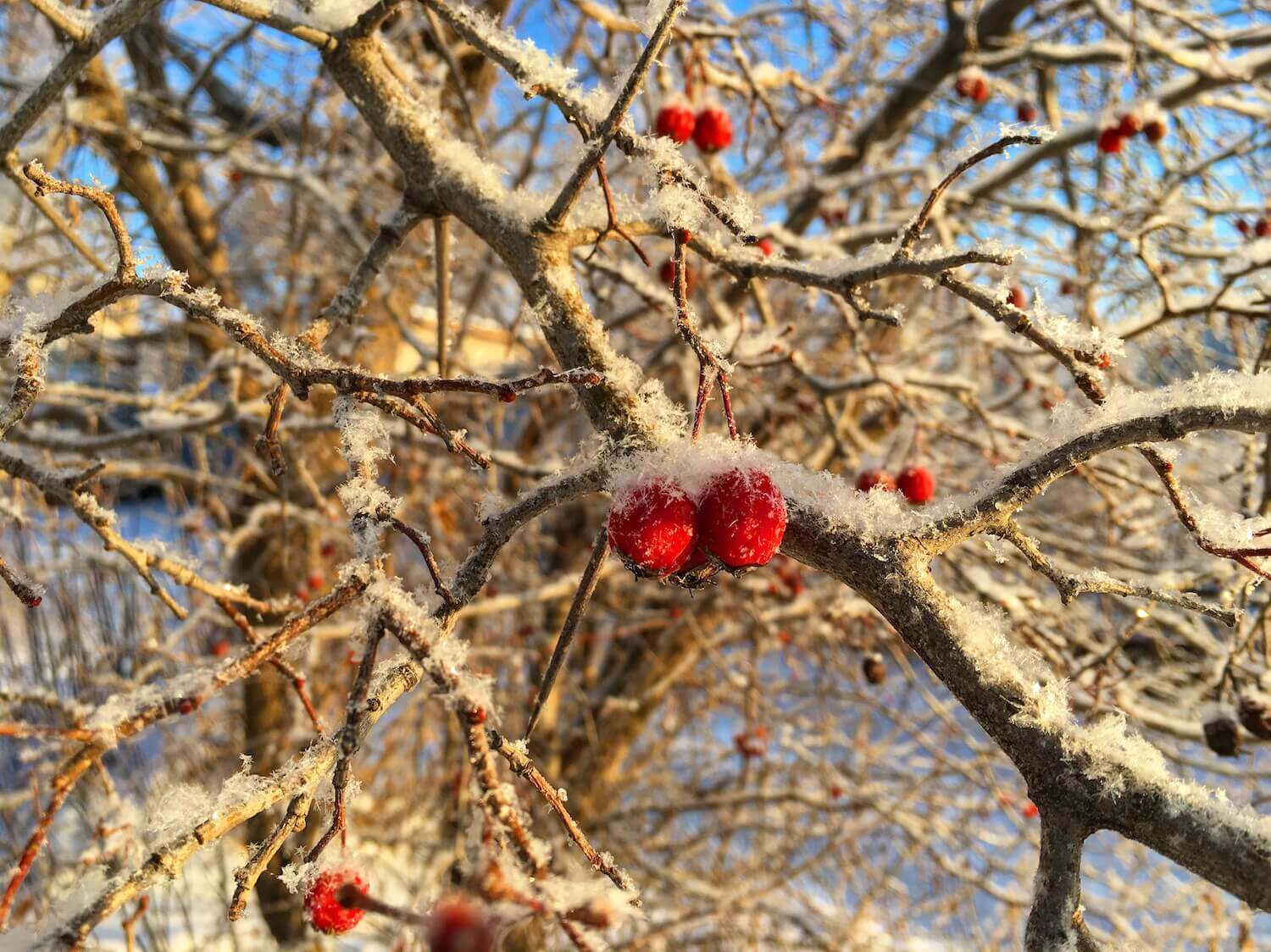 #Вернисаж — Коллекция фотографий, снятых на iPhone. Zhirnoff (iPhone 6s). #Вернисаж — Коллекция фотографий, снятых на iPhone. Zhirnoff (iPhone 6s). Фото.