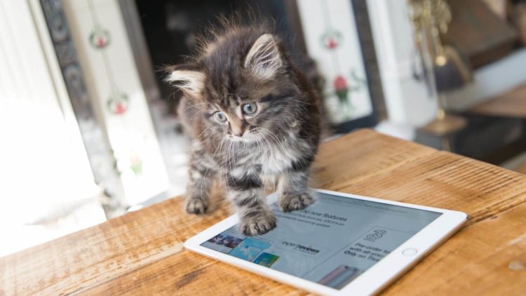 Apple может навсегда забыть об iPad mini. Фото.