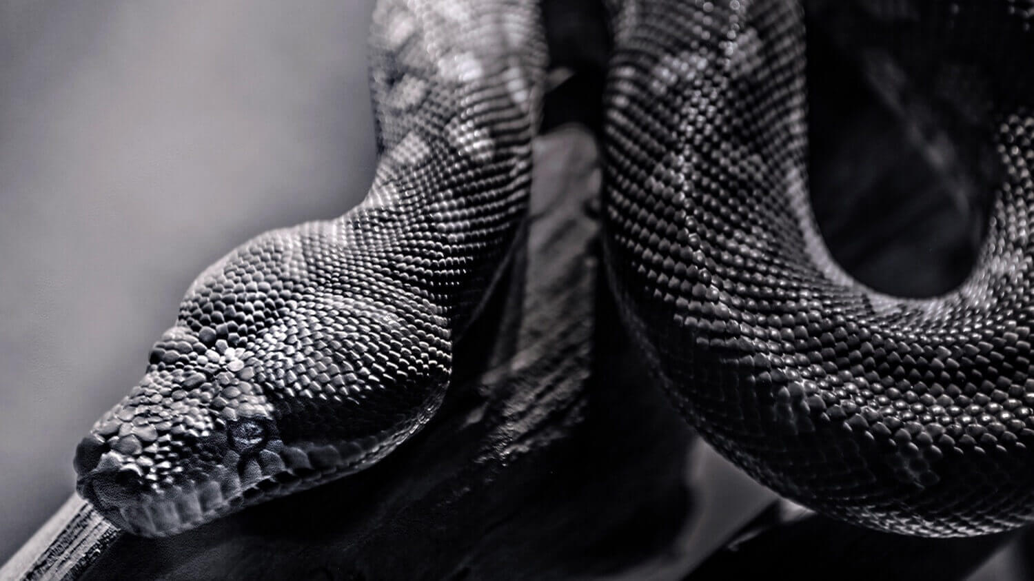 Пора проверить свой Mac на заражение OSX.Snake. Пора проверить свой Mac на заражение OSX.Snake. Фото.