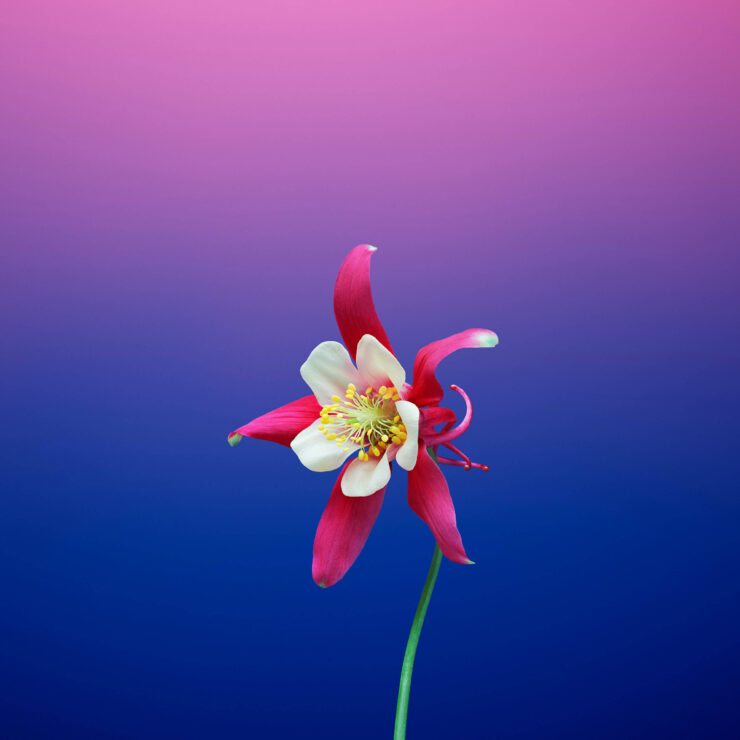 Как скачать новые обои из iOS 11.. Фото.