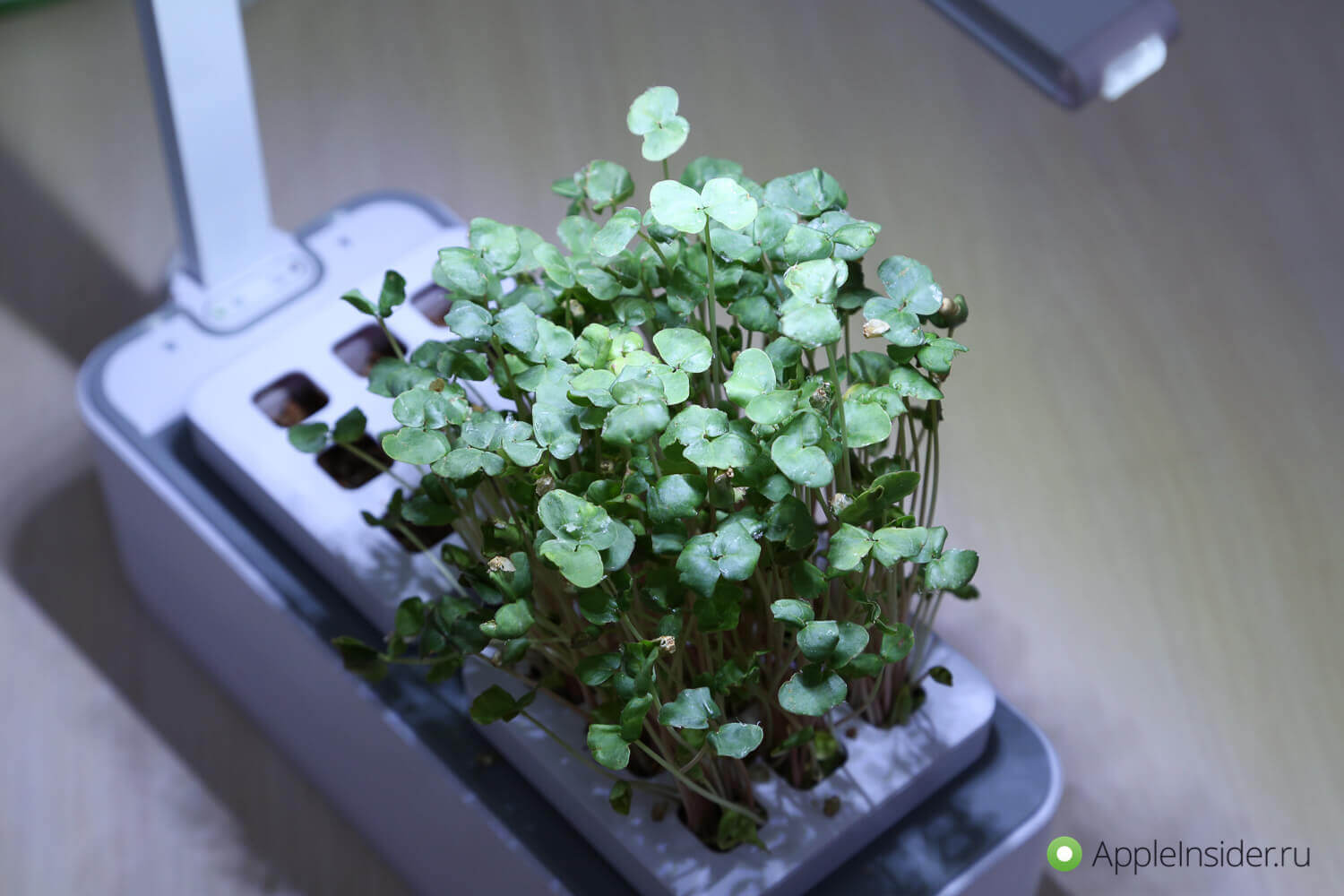 iGarden LED: умный сад, который могла выпустить Apple. iGarden LED: умный сад, который могла выпустить Apple. Фото.
