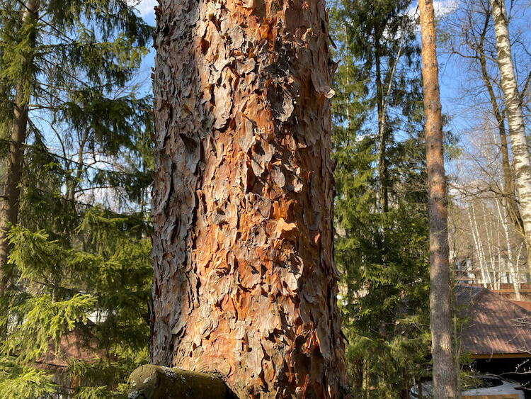 Сравнение камер iPhone SE 2 и iPhone 11. iPhone 11. Сравнение камер iPhone SE 2 и iPhone 11. iPhone 11. Фото.