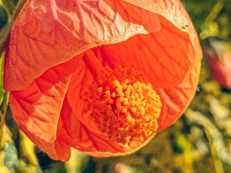 Цветок, снятый на камеру iPad Pro 2021 в приложении Halide. Фото.