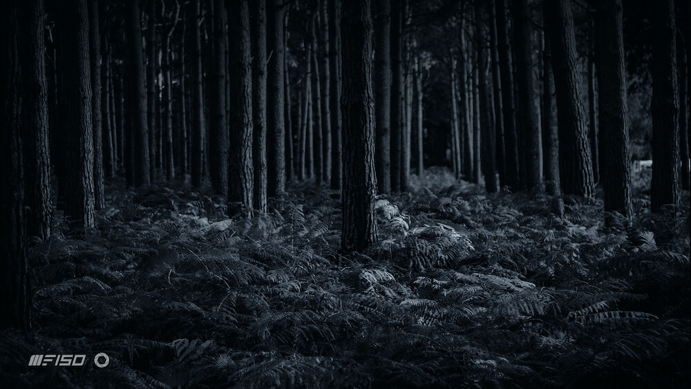 А это пример снимка, сделанного на камеру iiiF150 R2022 с применением инфракрасных датчиков в условиях недостаточного освещения. Фото.