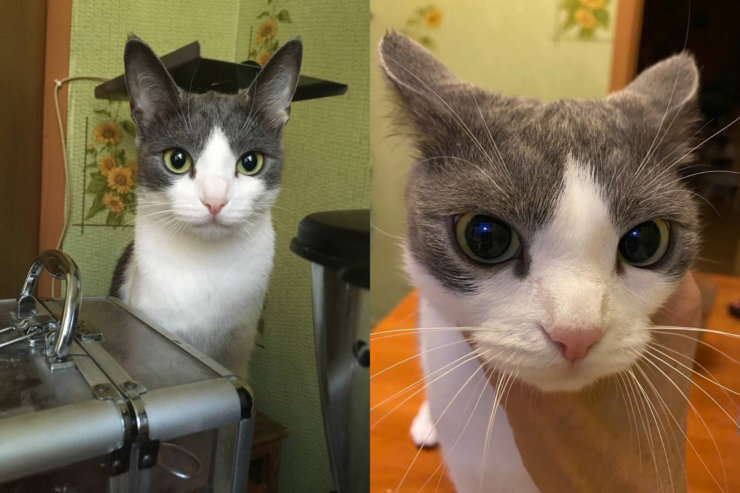 Фишки Айфон 11. Слева: фото на iPhone SE. Справа: iPhone 11. Даже кошка рада покупке. Фишки Айфон 11. Слева: фото на iPhone SE. Справа: iPhone 11. Даже кошка рада покупке. Фото.