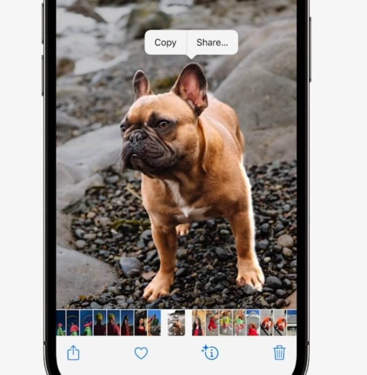 Live Text в iOS 16. Зачем вырезать собаку? Нет времени объяснять, придумаете сами. Live Text в iOS 16. Зачем вырезать собаку? Нет времени объяснять, придумаете сами. Фото.